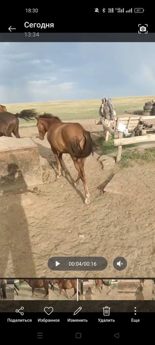Байтал 2.5 жас Буаз
