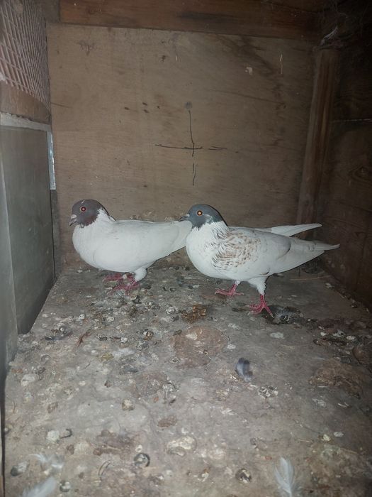 Иранцы пакистанцы бакинцы