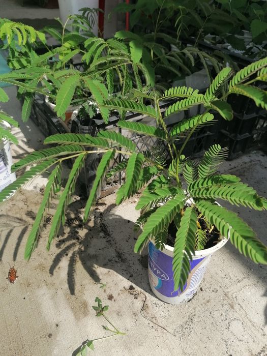 Еводия Даниели-Дървото на пчеларя, Албиция, Южна Копривка. Медоносни.