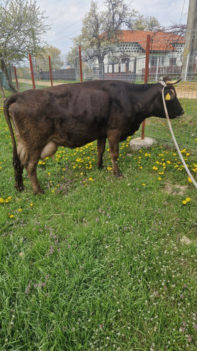 Vaca de vînzare mai multe detali la tel