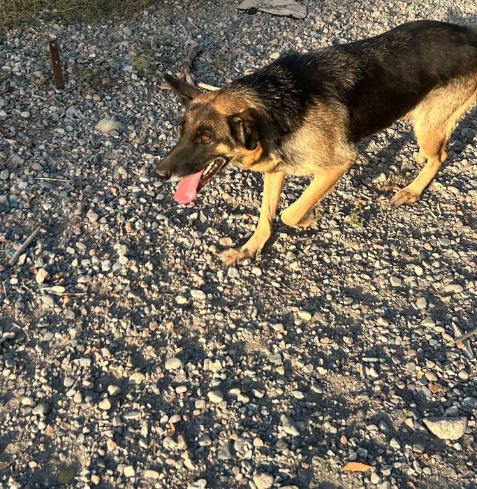 Отдам даром в хорошие руки