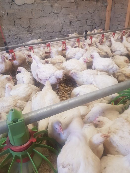 Pui albi și rasă mixta /găini