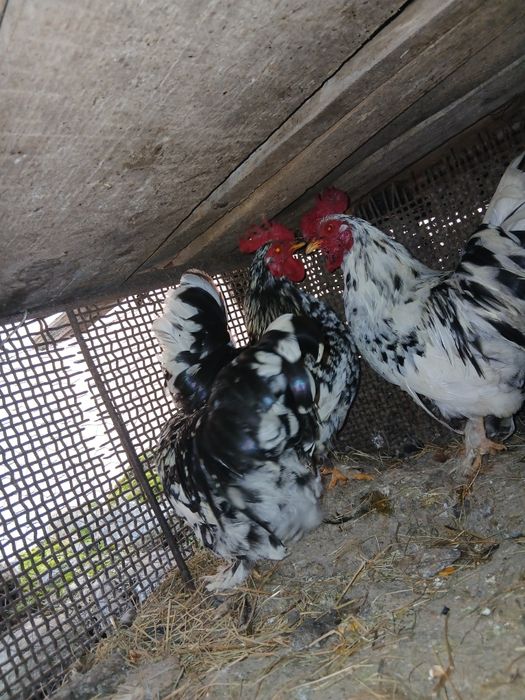 Disponibili 3 cocoșei de anu trecut !
