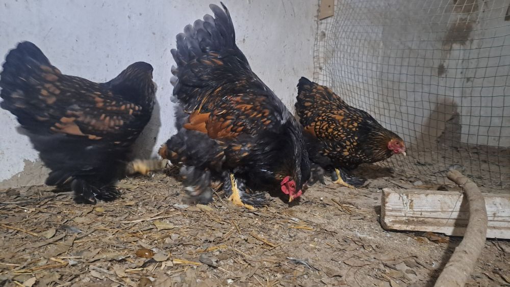 Brama galuboy va chorniy zolotalar