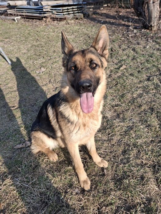 немецкая овчарка