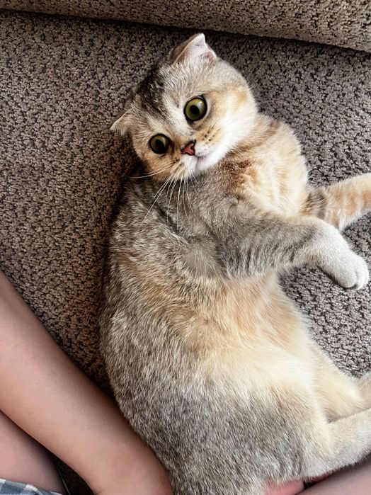 продажа кошка шотландская