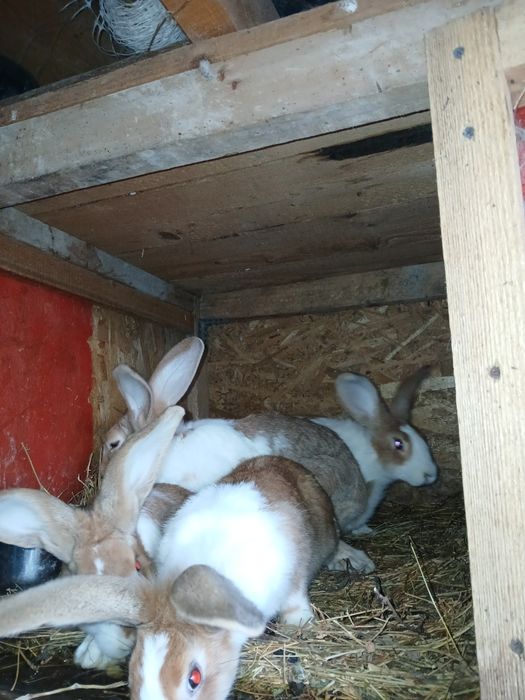 Iepuri Hycole francez