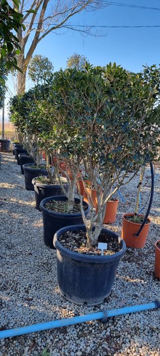 Tuia, photinia,platan, leylandi