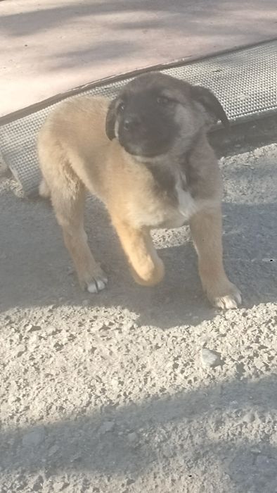 Отдам за шоколадку