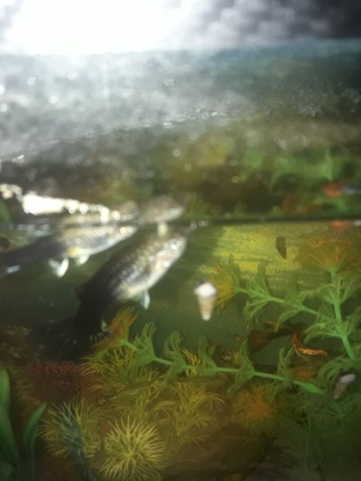 продам  рыбок  не дорого   гупи