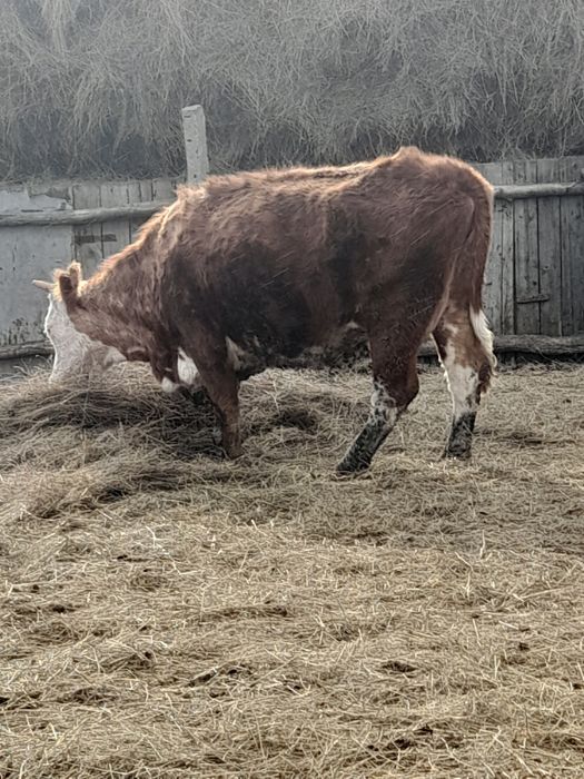 Семіз қысыр сиырлар сатылады