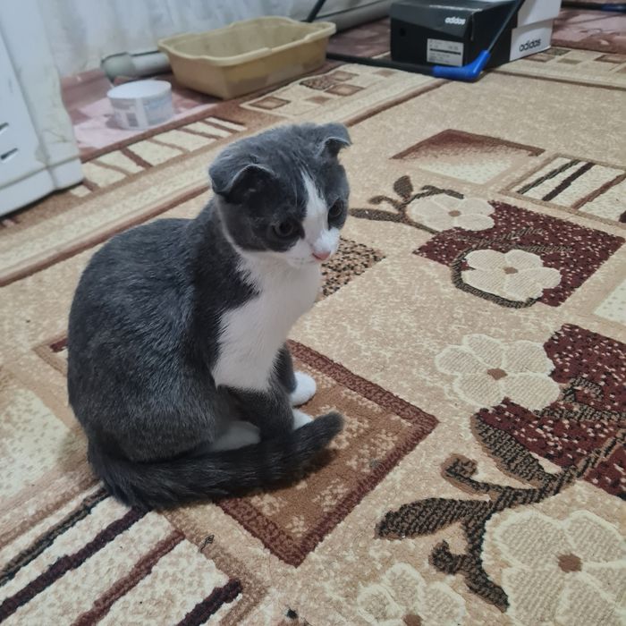 Вислоухий котенок, девочка