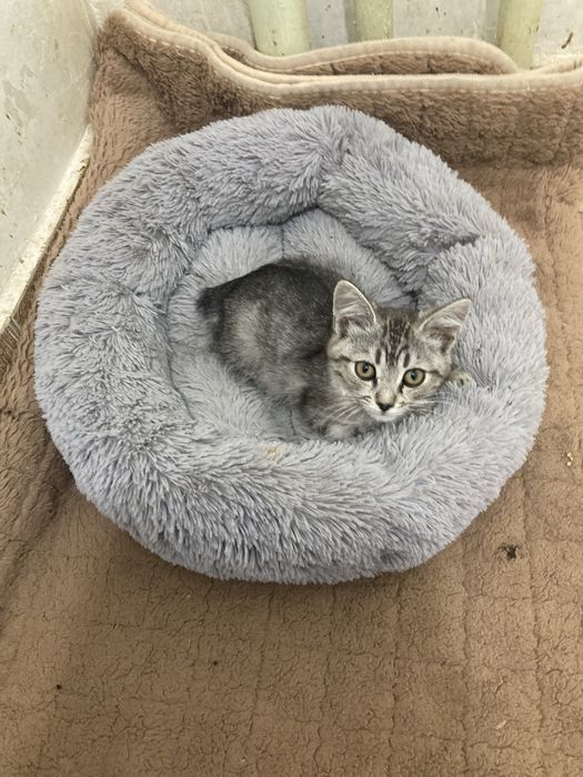 котенок мальчик 2 мес в добрые руки