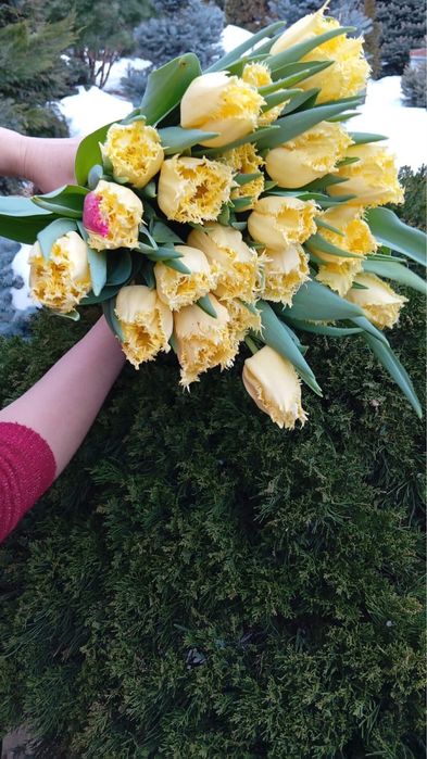 Тюльпаны оптом и в розницу