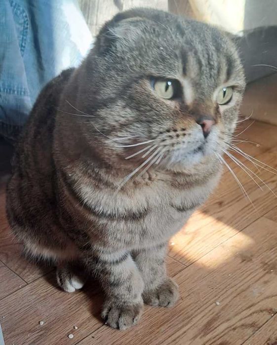 В добрые руки шотландского вислоухого.