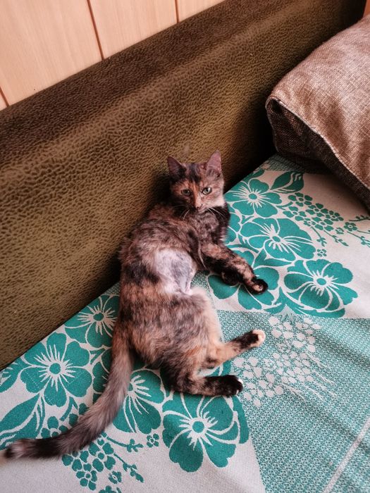 Кошечка в добрые руки