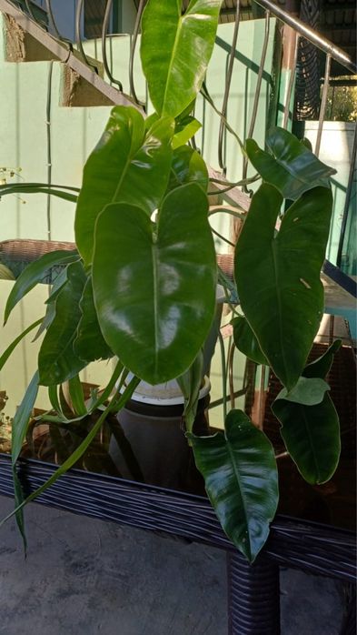 Фил Бурле Макс