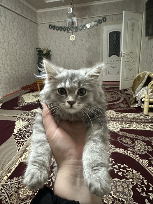 Мейкун кошка сатылады