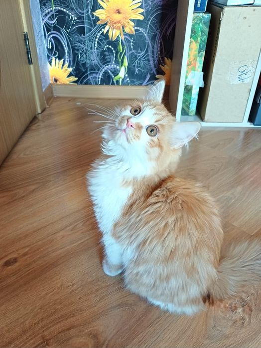 Персональный пушистый лучик солнца в дар