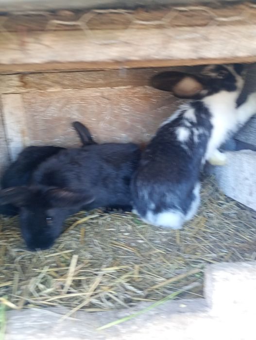 Vand trei iepuroaice in vârstă de 3luni la 80 de lei bucata