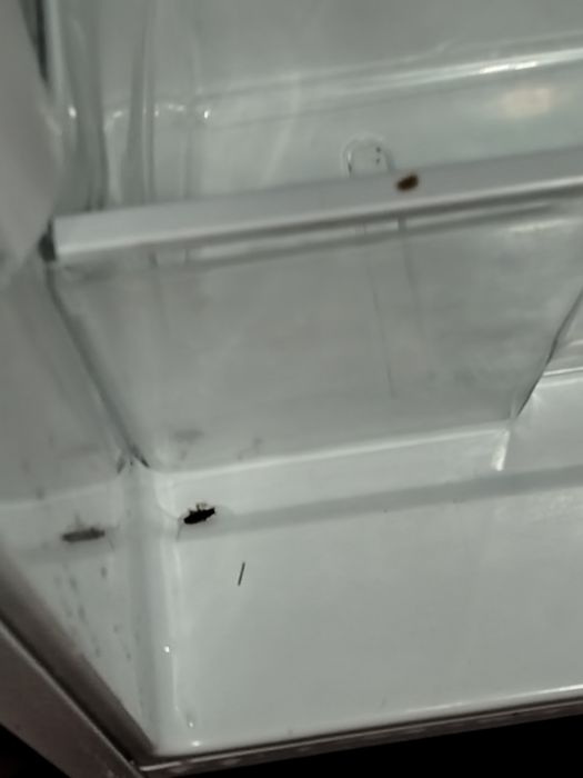 Музлатгич BERG ва дазмол FHILIPS сотилади