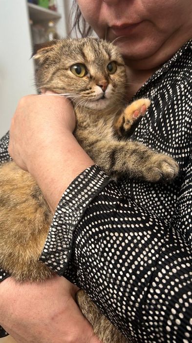 Кошка в добрые руки