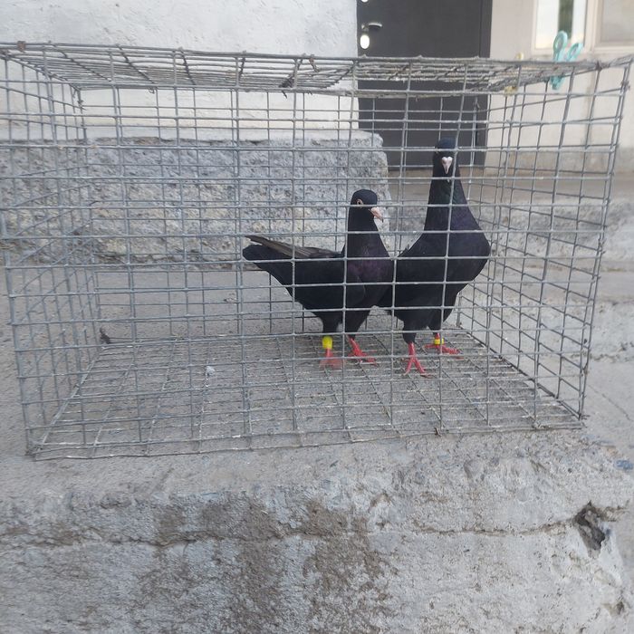 Жук Иран пара гатовый лет с игрой