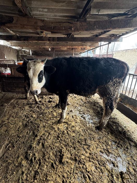 Букалар бык бұқа