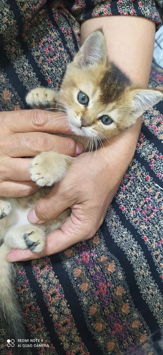 Шатландский страйт&Залатой шиншилла.Shatlandskiy strayt&Zalatoy shinsh