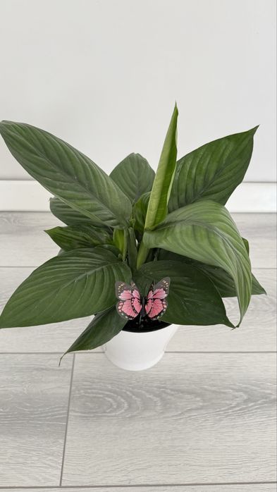 Сенсация Женское счастье