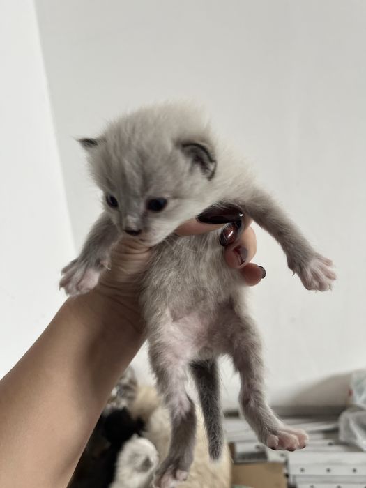 резерв котят, 8 апреля будет месяц