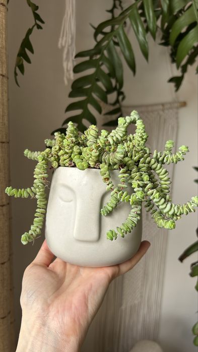 Крассула хоттентот