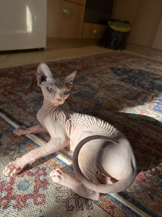 Сфинкс Котенце Sphynx