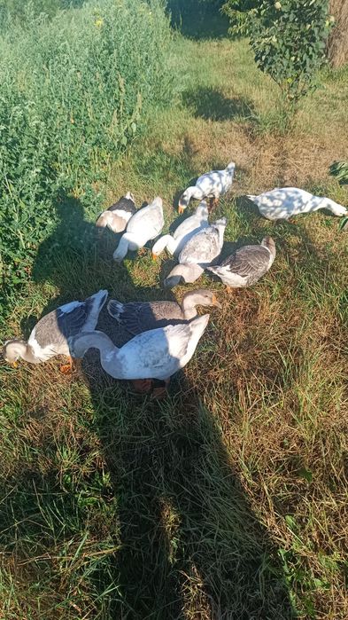 Tel. 0751772575 Gâște tinerede anul ăsta de vânzare