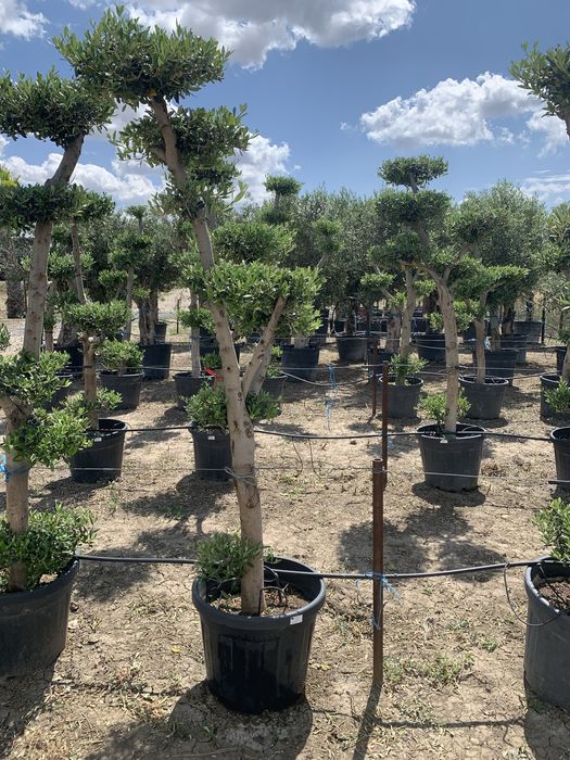 Maslin Bonsai in ghiveci