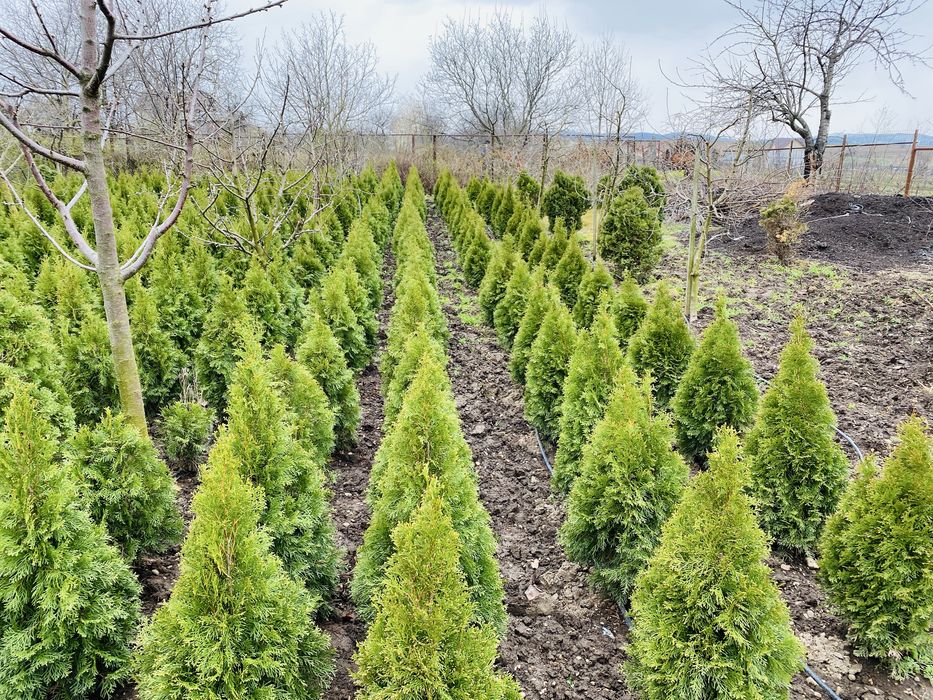 Tuia, plante ornamentale gradina, magnolii, pepiniera Sascut