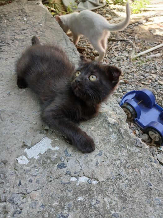 Котята полу шотландские