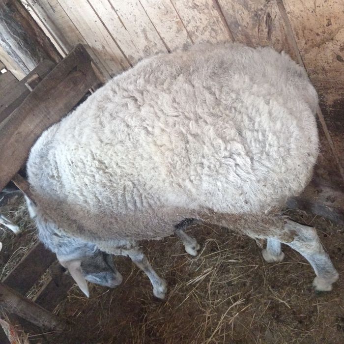Продам кошкара с откорма