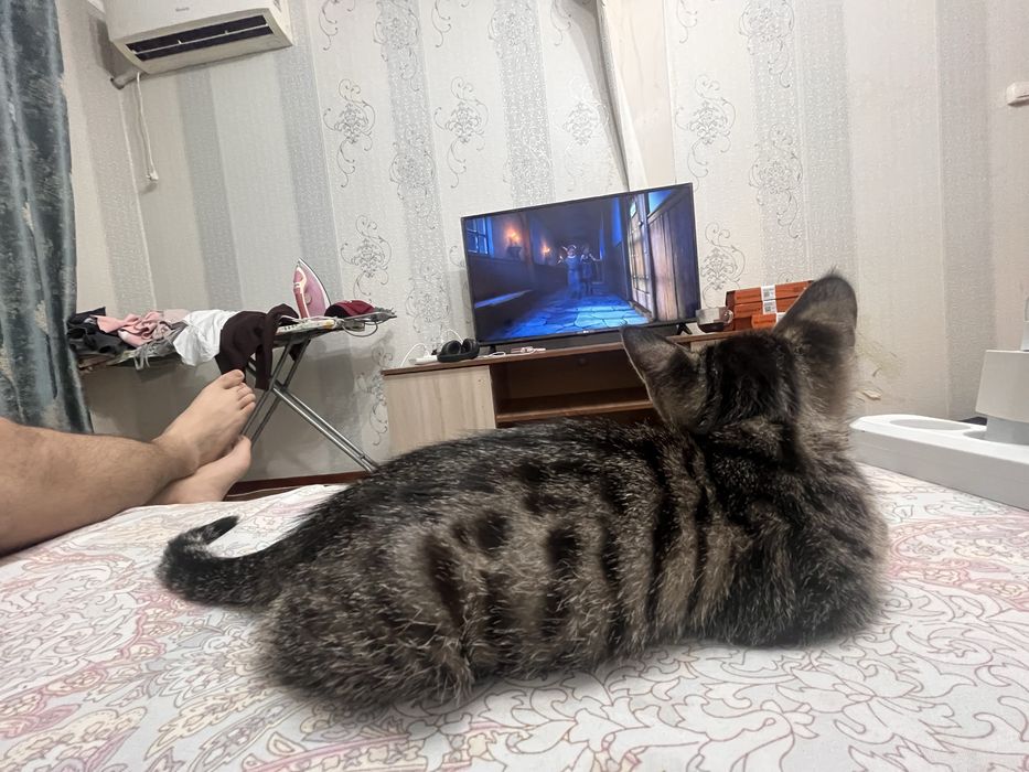 Котенка отдадим даромй