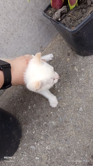 Отдам котят 2 девочки и мальчик