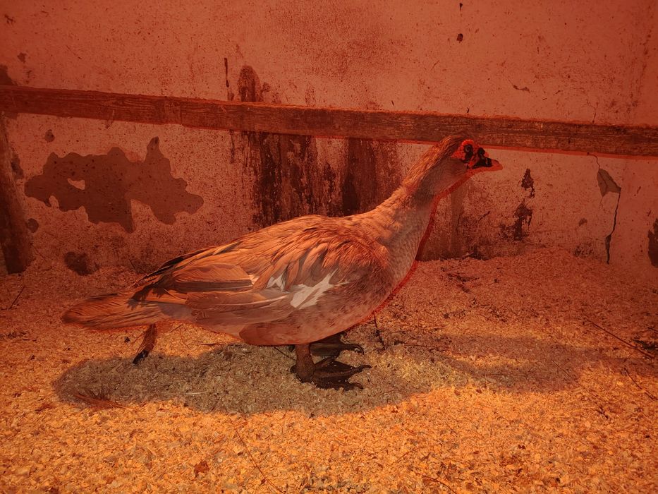 Лаванда еркек сатылады / продаётся самец лаванбы