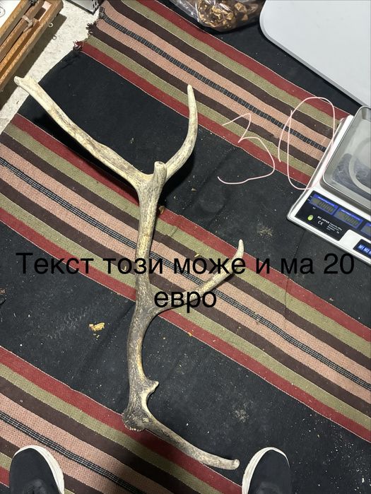 Рога елен сръндак трофей паралия софра маса