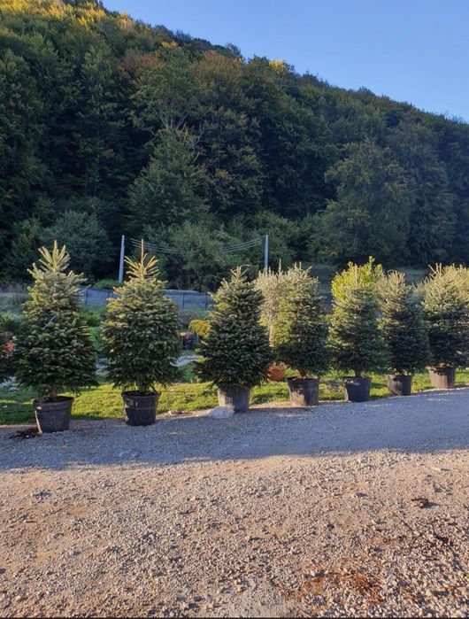 Brazi verzi și argintii