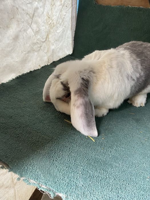 Продам кролов ФБ