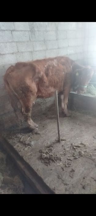 3 туган ири денели сиыр