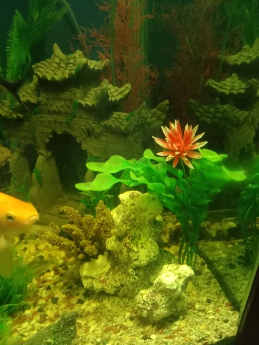 Аквариум с рыбками
