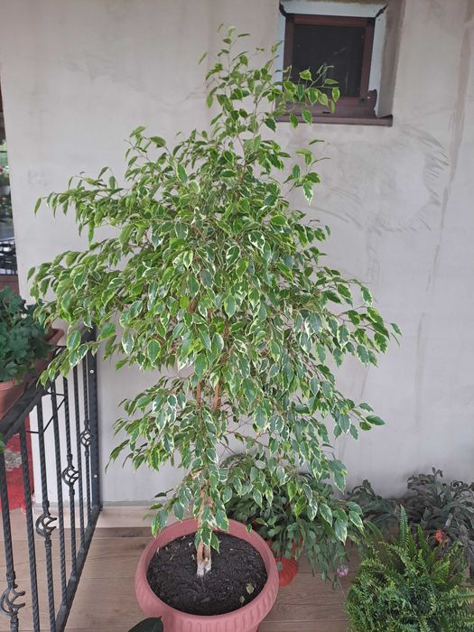 Ficus benjamina. 150 lei.  Doar in Arad. Tel. 0755472796