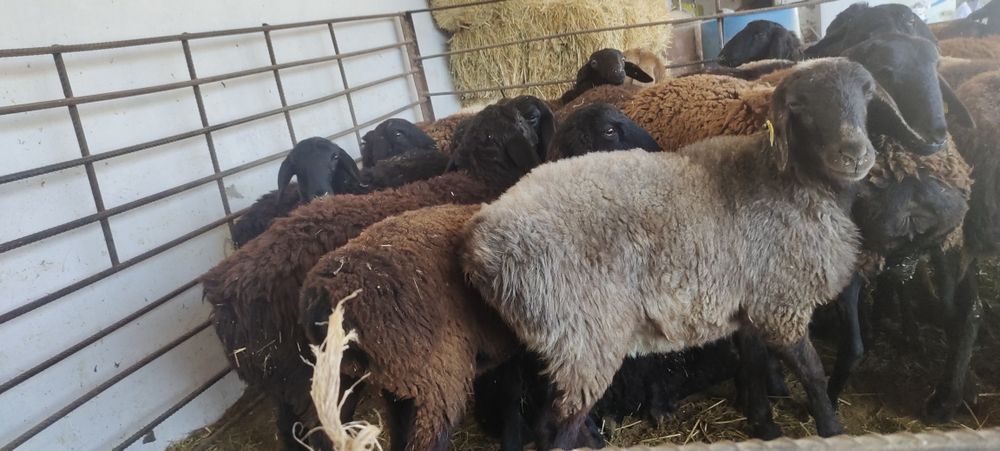 Куй кошкар сатылады