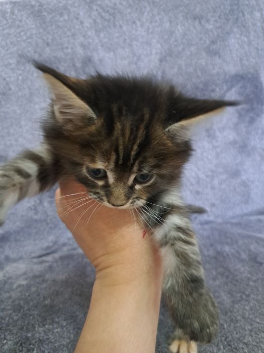 Пушистые Мейн-кунчики