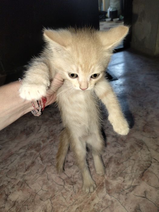 Отдам котенка в добрые руки